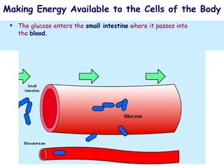 The muscles of the body use both   carbohydrates   and   fats   to   produce   energy. The following diagram shows how carbohydrates are used. Making Energy Available to the Cells of the Body  Carbohydrates   in the form of   starch   gained from foods such as   pasta, bread and potatoes   are eaten. The starch is   digested   in the gut and turned into   glucose   molecules. The glucose enters the   small intestine   where it passes into the   blood.   