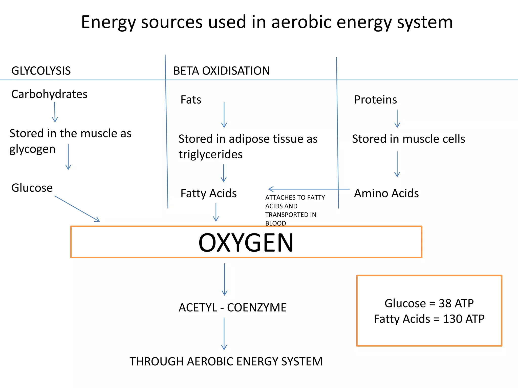Energy sources used in aerobic energy system

GLYCOLYSIS                  BETA OXIDISATION
Carbohydrates                Fats                                Proteins

Stored in the muscle as      Stored in adipose tissue as         Stored in muscle cells
glycogen                     triglycerides

Glucose                      Fatty Acids                         Amino Acids
                                             ATTACHES TO FATTY
                                             ACIDS AND
                                             TRANSPORTED IN
                                             BLOOD


                                OXYGEN

                             ACETYL - COENZYME                         Glucose = 38 ATP
                                                                     Fatty Acids = 130 ATP


                      THROUGH AEROBIC ENERGY SYSTEM
 