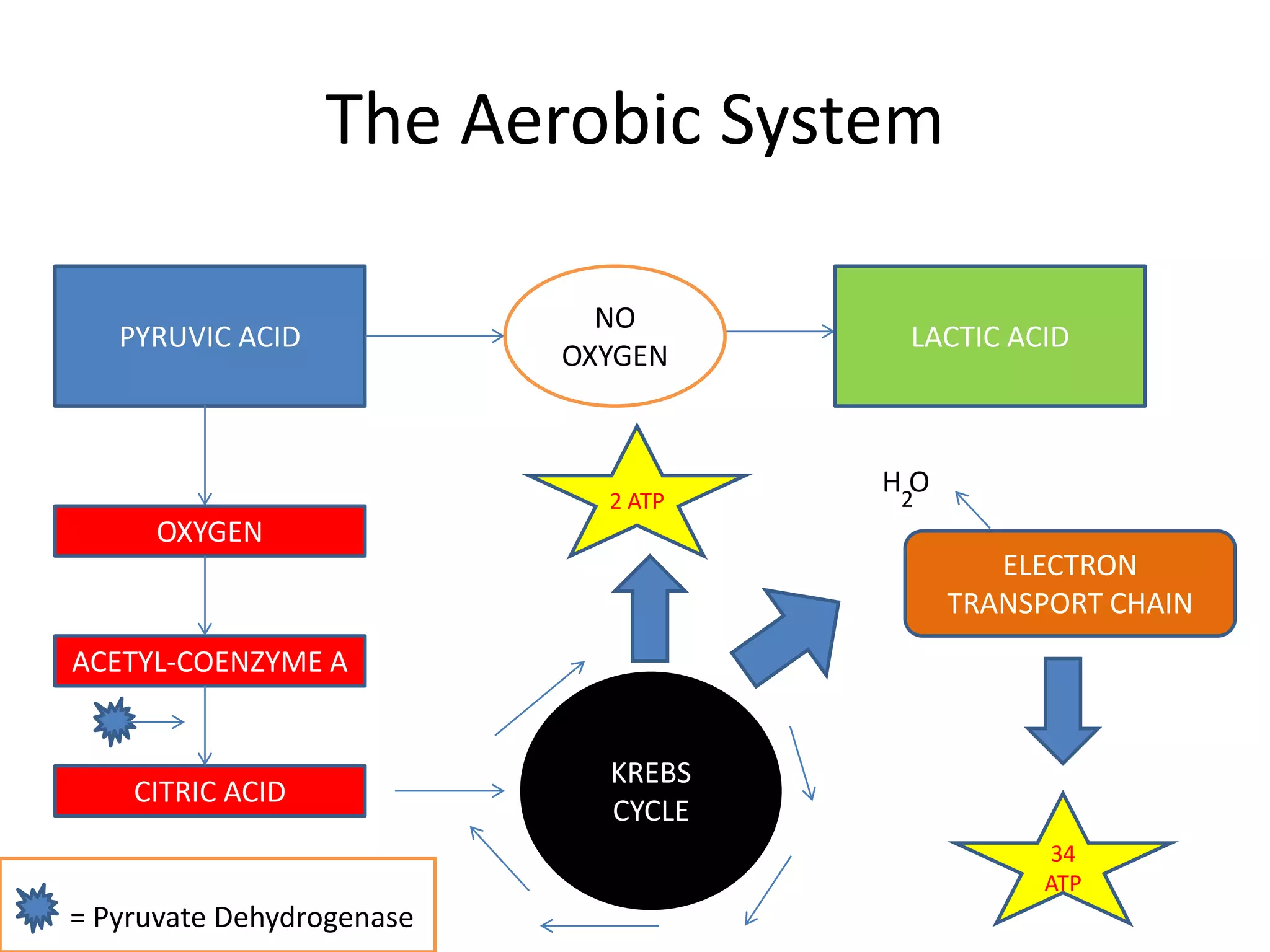 The Aerobic System

                             NO
   PYRUVIC ACID                       LACTIC ACID
                           OXYGEN


                                     H2O
                             2 ATP
      OXYGEN
                                              ELECTRON
                                           TRANSPORT CHAIN
ACETYL-COENZYME A


                             KREBS
    CITRIC ACID
                             CYCLE
                                                34
                                                ATP
= Pyruvate Dehydrogenase
 