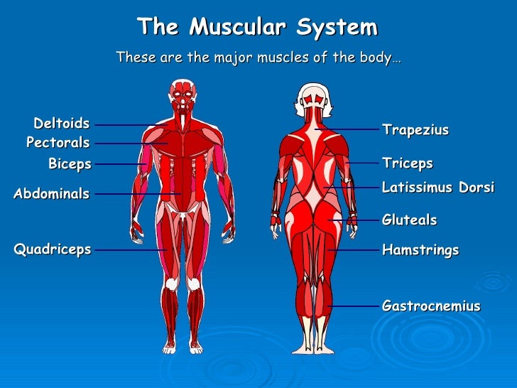Labelled Muscular System Front And Back Labeled Muscular System Vinyl