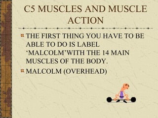 C5 MUSCLES AND MUSCLE ACTION ,[object Object],[object Object]