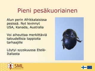 Pieni pesäkuoriainen
Alun perin Afrikkalaisissa
pesissä. Nyt levinnyt
USA, Kanada, Australia
Voi aiheuttaa merkittäviä
taloudellisia tappioita
tarhaajille
Löytyi syyskuussa Etelä-
Italiasta
 