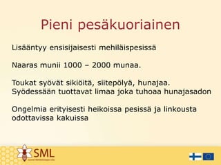 Pieni pesäkuoriainen
Lisääntyy ensisijaisesti mehiläispesissä
Naaras munii 1000 – 2000 munaa.
Toukat syövät sikiöitä, siitepölyä, hunajaa.
Syödessään tuottavat limaa joka tuhoaa hunajasadon
Ongelmia erityisesti heikoissa pesissä ja linkousta
odottavissa kakuissa
 