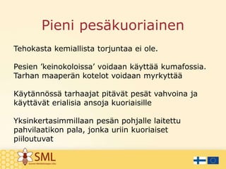 Pieni pesäkuoriainen
Tehokasta kemiallista torjuntaa ei ole.
Pesien ’keinokoloissa’ voidaan käyttää kumafossia.
Tarhan maaperän kotelot voidaan myrkyttää
Käytännössä tarhaajat pitävät pesät vahvoina ja
käyttävät erialisia ansoja kuoriaisille
Yksinkertasimmillaan pesän pohjalle laitettu
pahvilaatikon pala, jonka uriin kuoriaiset
piiloutuvat
 