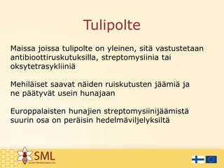 Tulipolte
Maissa joissa tulipolte on yleinen, sitä vastustetaan
antibioottiruskutuksilla, streptomysiinia tai
oksytetrasykliiniä
Mehiläiset saavat näiden ruiskutusten jäämiä ja
ne päätyvät usein hunajaan
Europpalaisten hunajien streptomysiinijäämistä
suurin osa on peräisin hedelmäviljelyksiltä
 