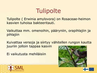 Tulipolte
Tulipolte ( Erwinia amylovora) on Rosaceae-heimon
kasvien tuhoisa bakteeritauti.
Vaikuttaa mm. omenoihin, pääryniin, orapihlajiin ja
pihlajiin
Kuivattaa versoja ja siirtyy vähitellen rungon kautta
juuriin jolloin tappaa kasvin
Ei vaikutusta mehiläisiin
 