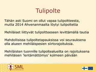 Tulipolte
Tähän asti Suomi on ollut vapaa tulipoltteesta,
mutta 2014 Ahvenanmaalta löytyi tulipoltetta
Mehiläiset liittyvät tulipoltteeseen levittämällä tautia
Mahdollisissa tulipoltetapauksissa voi seurauksena
olla alueen mehiläispesien siirtorajoituksia.
Mehiläisten tuonnille tulipoltealueilta on rajoituksena
mehiläisen ’lentämättömys’ kolmeen päivään
 