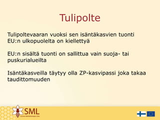 Tulipolte
Tulipoltevaaran vuoksi sen isäntäkasvien tuonti
EU:n ulkopuolelta on kiellettyä
EU:n sisältä tuonti on sallittua vain suoja- tai
puskurialueilta
Isäntäkasveilla täytyy olla ZP-kasvipassi joka takaa
taudittomuuden
 