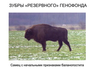 ЗУБРЫ «РЕЗЕРВНОГО» ГЕНОФОНДА
Самец с начальными признаками баланопоститаСамец с начальными признаками баланопостита
 