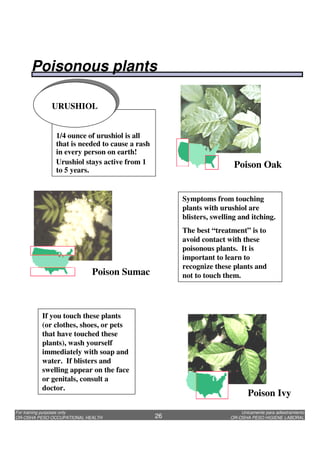 Unicamente para adiestramiento
OR-OSHA PESO HIGIENE LABORAL
For training purposes only
OR-OSHA PESO OCCUPATIONAL HEALTH 26
Poison Oak
Poison Sumac
Poison Ivy
1/4 ounce of urushiol is all
that is needed to cause a rash
in every person on earth!
Urushiol stays active from 1
to 5 years.
URUSHIOL
Symptoms from touching
plants with urushiol are
blisters, swelling and itching.
The best “treatment” is to
avoid contact with these
poisonous plants. It is
important to learn to
recognize these plants and
not to touch them.
If you touch these plants
(or clothes, shoes, or pets
that have touched these
plants), wash yourself
immediately with soap and
water. If blisters and
swelling appear on the face
or genitals, consult a
doctor.
Poisonous plants
 