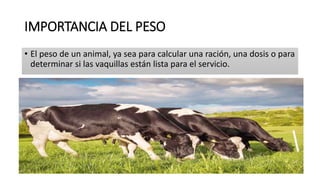 IMPORTANCIA DEL PESO
• El peso de un animal, ya sea para calcular una ración, una dosis o para
determinar si las vaquillas están lista para el servicio.
 