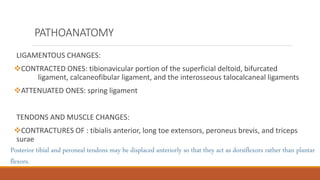 LIGAMENTOUS CHANGES:
CONTRACTED ONES: tibionavicular portion of the superficial deltoid, bifurcated
ligament, calcaneofibular ligament, and the interosseous talocalcaneal ligaments
ATTENUATED ONES: spring ligament
TENDONS AND MUSCLE CHANGES:
CONTRACTURES OF : tibialis anterior, long toe extensors, peroneus brevis, and triceps
surae
PATHOANATOMY
Posterior tibial and peroneal tendons may be displaced anteriorly so that they act as dorsiflexors rather than plantar
flexors.
 