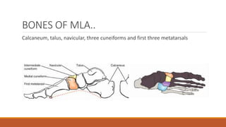 BONES OF MLA..
Calcaneum, talus, navicular, three cuneiforms and first three metatarsals
 