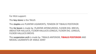 For MLA support:
The key stone is the TALUS
The staples are PLANTAR LIGAMENTS, TENDON OF TIBIALIS POSTERIOR
The tie beam is made by PLANTAR APONEUROSIS, FLEXOR DIG. BREVIS,
ABDUCTOR HALLUCIS, FLEXOR HALLUCIS LONGUS, FLEXOR DIG. LONGUS,
FLEXOR HALLUCIS BREVIS
The suspension arch is made by TIBIALIS ANTERIOR, TIBIALIS POSTERIOR AND
MEDIAL LIGAMENTS OF ANKLE JOINT
 