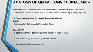 ANATOMY OF MEDIAL LONGITUDINAL ARCH
Formed by the Calcaneum, Talus, Navicular, three Cuneiforms & three Metatarsals.
Characteristic feature is RESILIENCY ( Capacity to recover quickly from any injuries)
Factors maintaining the Medial Longitudinal Arch :
BONE-
Sustentaculum Tali supports the head of Talus.
LIGAMENTS-
a) Spring Ligament – provides dynamic support to head of talus.
b) Interosseous Lig. – connecting adjacent bones.
c) Interosseous Talo-calcanean Lig.
 