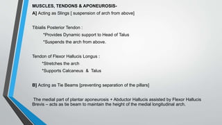 MUSCLES, TENDONS & APONEUROSIS-
A] Acting as Slings [ suspension of arch from above]
Tibialis Posterior Tendon :
*Provides Dynamic support to Head of Talus
*Suspends the arch from above.
Tendon of Flexor Hallucis Longus :
*Stretches the arch
*Supports Calcaneus & Talus
B] Acting as Tie Beams [preventing separation of the pillars]
The medial part of plantar aponeurosis + Abductor Hallucis assisted by Flexor Hallucis
Brevis – acts as tie beam to maintain the height of the medial longitudinal arch.
 