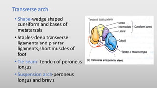 Transverse arch
• Shape-wedge shaped
cuneiform and bases of
metatarsals
• Staples-deep transverse
ligaments and plantar
ligaments,short muscles of
foot
• Tie beam- tendon of peroneus
longus
• Suspension arch-peroneus
longus and brevis
 