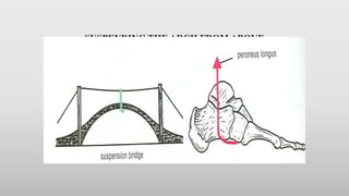 SUSPENDING THE ARCH FROM ABOVE
• Medial longtitudinal arch: Tibialis anterior, Tibialis posterior,
medial ligament of ankle joint
• Lateral longtitudinal arch: Peroneus longus, Peroneus brevis
• Transverse arch: Peroneus longus
 