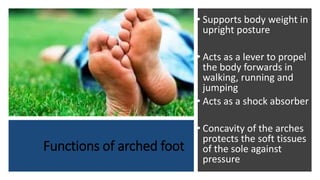 Functions of arched foot
• Supports body weight in
upright posture
• Acts as a lever to propel
the body forwards in
walking, running and
jumping
• Acts as a shock absorber
• Concavity of the arches
protects the soft tissues
of the sole against
pressure
 