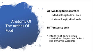 Anatomy Of
The Arches Of
Foot
A) Two longitudinal arches
• Medial longitudinal arch
• Lateral longitudinal arch
B) Transverse arch
• Integrity of bony arches
maintained by passive factors
and dynamic supports
 