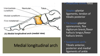Medial longitudinal arch
• Shape(key stone)-talus
Staples-plantar
ligaments, tendon of
tibialis posterior
• Tie beam-plantar
aponeurosis, flex
digitorum brevis,flexor
hallucis longus,flexor
hallucis brevis
• Suspension arch-
Tibialis anterior,
posterior and medial
ligaments of ankle
 