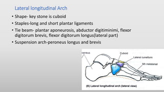 Lateral longitudinal Arch
• Shape- key stone is cuboid
• Staples-long and short plantar ligaments
• Tie beam- plantar aponeurosis, abductor digitiminimi, flexor
digitorum brevis, flexor digitorum longus(lateral part)
• Suspension arch-peroneus longus and brevis
 