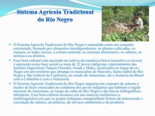  O Sistema Agrícola Tradicional do Rio Negro é entendido como um conjunto
estruturado, formado por elementos interdependentes: as plantas cultivadas, os
espaços, as redes sociais, a cultura material, os sistemas alimentares, os saberes, as
normas e os direitos.
 Esse bem cultural está ancorado no cultivo da mandioca brava (manihot esculenta)
e apresenta como base social os mais de 22 povos indígenas, representantes das
famílias linguísticas Tukano Oriental, Aruak e Maku, localizados ao longo do rio
Negro em um território que abrange os municípios de Barcelos, Santa Isabel do Rio
Negro e São Gabriel da Cachoeira, no estado do Amazonas, até a fronteira do Brasil
com a Colômbia e com a Venezuela.
 O Sistema Agrícola Tradicional do Rio Negro organiza um conjunto de saberes e
modos de fazer enraizados no cotidiano dos povos indígenas que habitam a região
noroeste do Amazonas, ao longo da calha do Rio Negro e das bacias hidrográficas
tributárias. Esse bem cultural acontece em um contexto multiétnico e
multilinguístico em que os grupos indígenas compartilham formas de transmissão e
circulação de saberes, de práticas, de serviços ambientais e de produtos.
 