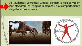 As Mudanças Climáticas Globais perigam a vida selvagem
por afectarem os relógios biológicos e o comportamento
migratório dos animais.
11
 