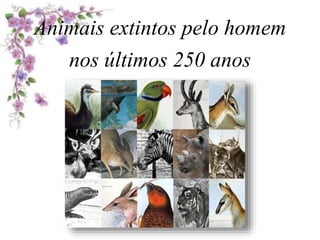 Animais extintos pelo homem
nos últimos 250 anos
 