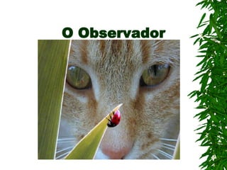 O Observador