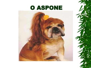 O ASPONE