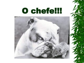 O chefe!!!