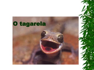 O tagarela
