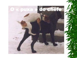 O « puxa » do chefe