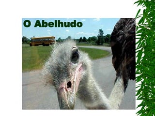 O Abelhudo
