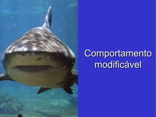 Comportamento modificável 