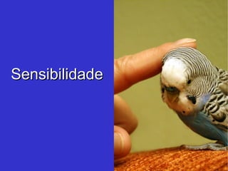 Sensibilidade 