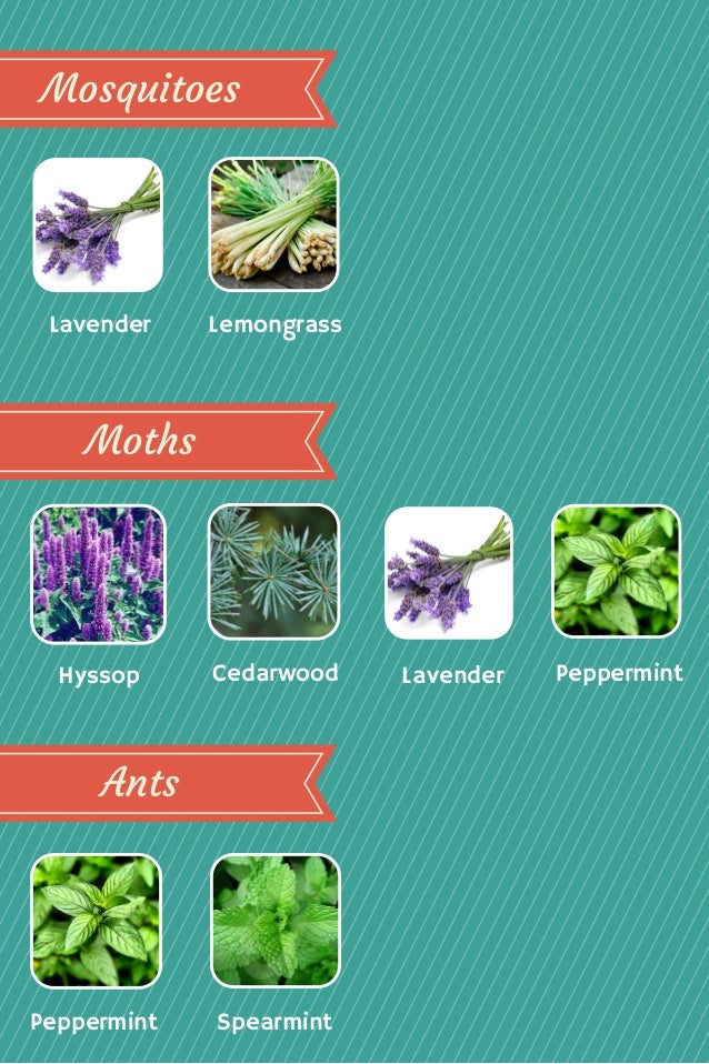 Pest Control with Essential Oils