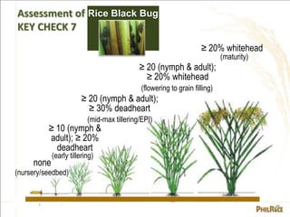 none
(nursery/seedbed)
≥ 25 all stages of
insect/hill
(early tillering)
≥ 50 all stages of insect/hill
(mid-tillering to f...