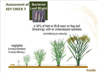 (nursery/seedbed)
(flowering to maturity)
tolerable
none
(early tillering)
≥ 20% of field w/ RT
(mid to max tillering)
≥ 4...
