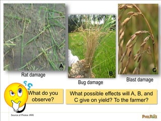Source of Photos: IRRI
A
B
C
What do you
observe?
Blast damage
Bug damage
Rat damage
What possible effects will A, B, and
...