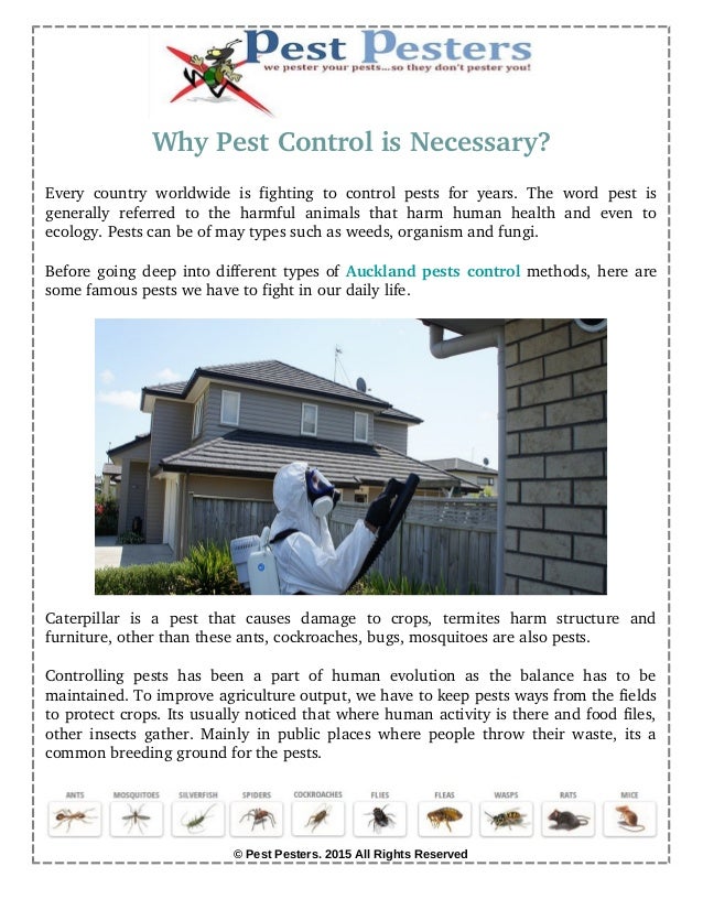Pest and Bug Control Service in Auckland