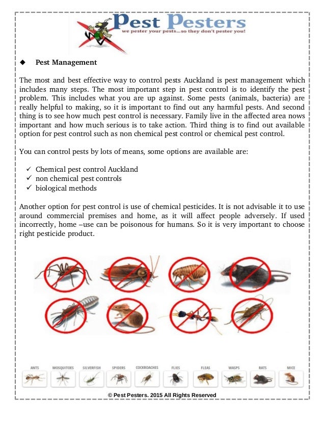 Pest and Bug Control Service in Auckland