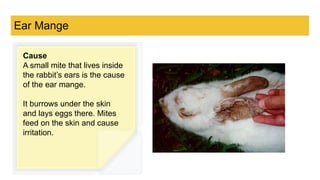 Pest and Disease Affecting Rabbits.pptx.pdf