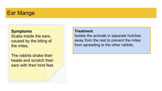 Pest and Disease Affecting Rabbits.pptx.pdf