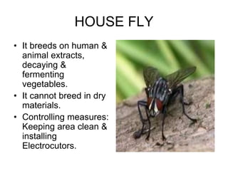 HOUSE FLY
• It breeds on human &
animal extracts,
decaying &
fermenting
vegetables.
• It cannot breed in dry
materials.
• Controlling measures:
Keeping area clean &
installing
Electrocutors.
 