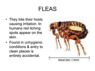 FLEAS
• They bite their hosts
causing irritation. In
humans red itching
spots appear on the
skin.
• Found in unhygienic
conditions & entry to
clean places is
entirely accidental.
 