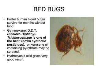 BED BUGS
• Prefer human blood & can
survive for months without
food.
• Gammexane, D.D.T.
Dichloro-Diphenyl-
Trichloroethane is one of
the best known synthetic
pesticides), or kerosene oil
containing pyrethrum may be
sprayed.
• Hydrocyanic acid gives very
good result.
 