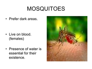 MOSQUITOES
• Prefer dark areas.
• Live on blood.
(females)
• Presence of water is
essential for their
existence.
 