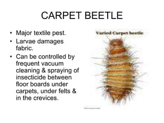 CARPET BEETLE
• Major textile pest.
• Larvae damages
fabric.
• Can be controlled by
frequent vacuum
cleaning & spraying of
insecticide between
floor boards under
carpets, under felts &
in the crevices.
 